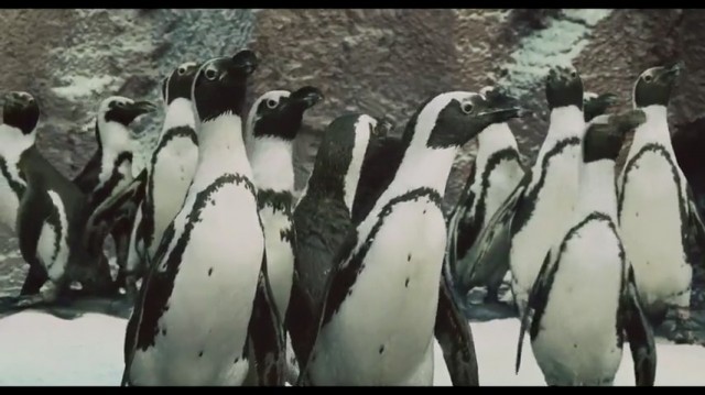 İki Babalık Fotoğrafı