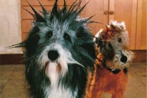 Hercule Ve Sherlock Fotoğrafı