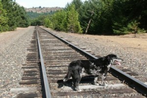 Bana Onun Kellesini Getirin fotoğrafı