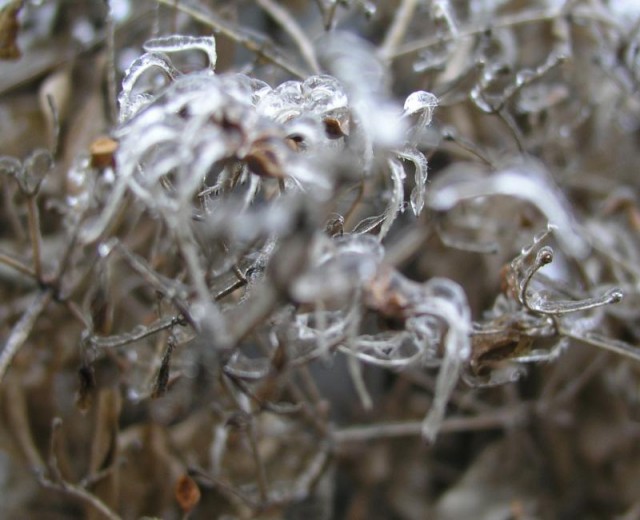 Buz Örümcekler Fotoğrafı