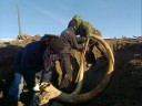 Raising The Mammoth Fotoğrafı