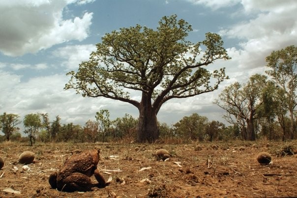 Cane Toads: The Conquest Fotoğrafı