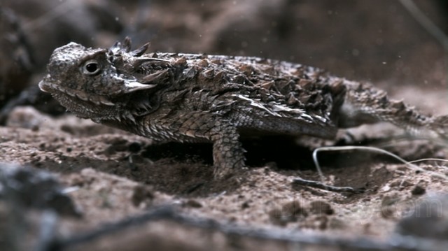 Bbc Hayat - Yaşam Mücadelesi Fotoğrafı