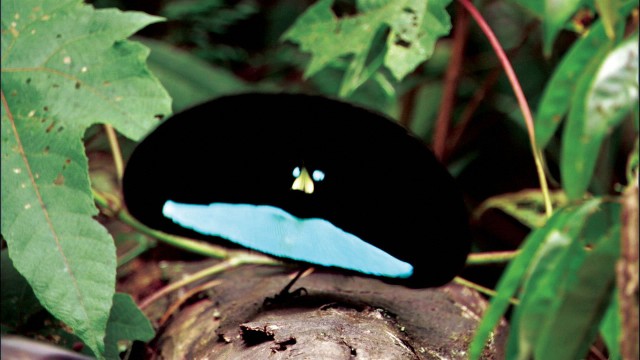 Bbc Hayat - Yaşam Mücadelesi Fotoğrafı