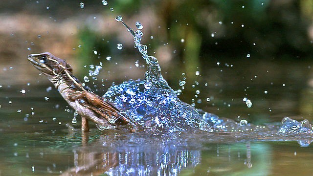 Bbc Hayat - Sürüngenler Ve Amfibiler Fotoğrafı