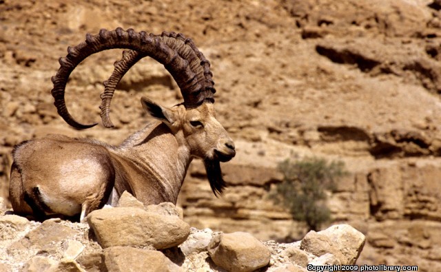 Bbc Hayat - Avcılar Ve Avları fotoğrafı