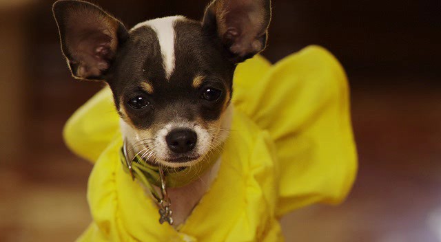 Beverly Hills Chihuahua 2 Fotoğrafları 3