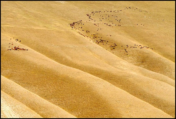 Anadolu'nun Kayıp şarkıları Fotoğrafları 41