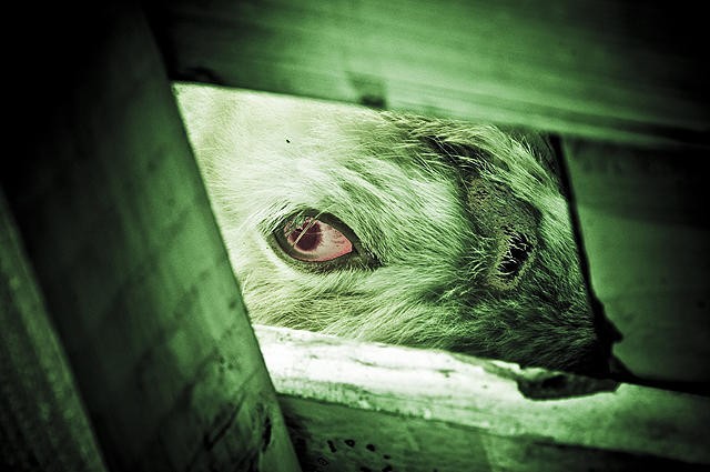 Tavşan Dehşeti Fotoğrafı