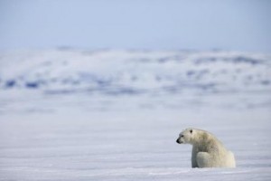 Arctic Tale Fotoğrafları 1