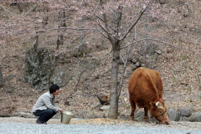 Rolling Home With A Bull Fotoğrafları 7