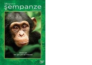 Chimpanzee Fotoğrafları 1