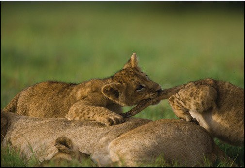 The Last Lions Fotoğrafı