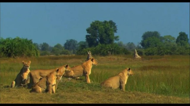 The Last Lions Fotoğrafları 16