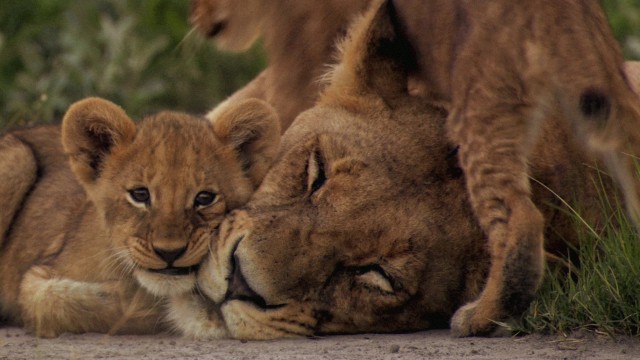 The Last Lions Fotoğrafları 7