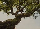 Malefiz Fotoğrafı
