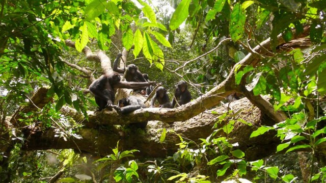 Bonobos Fotoğrafı