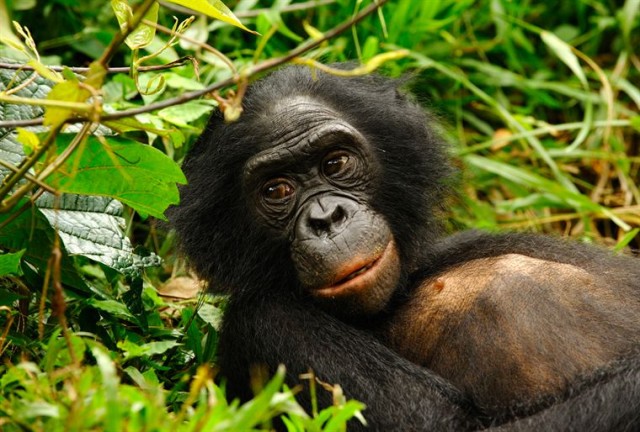 Bonobos Fotoğrafları 3