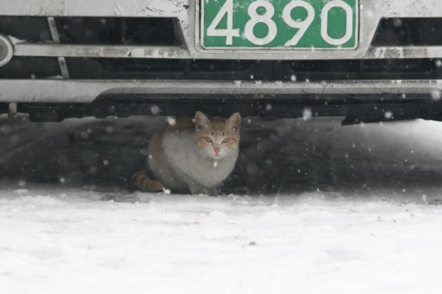 Dancing Cat Fotoğrafları 5