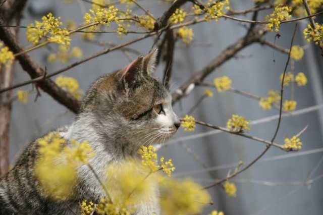 Dancing Cat Fotoğrafları 8