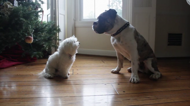 My Dog's Christmas Miracle Fotoğrafı