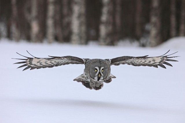 Frozen Planet Fotoğrafı