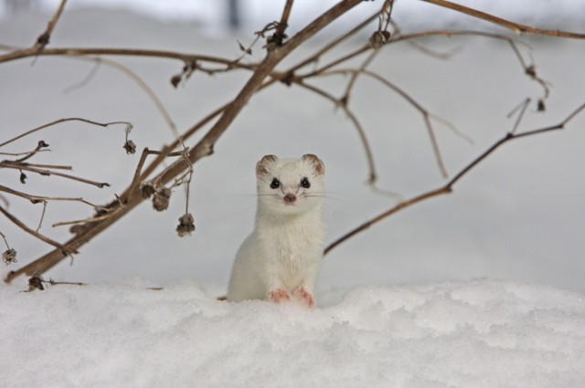 Frozen Planet Fotoğrafları 16