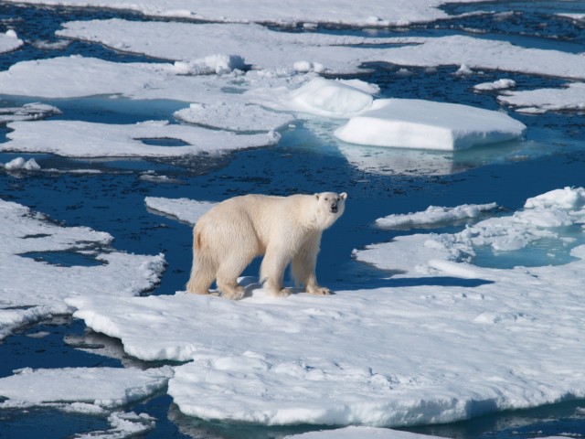 Frozen Planet Fotoğrafı