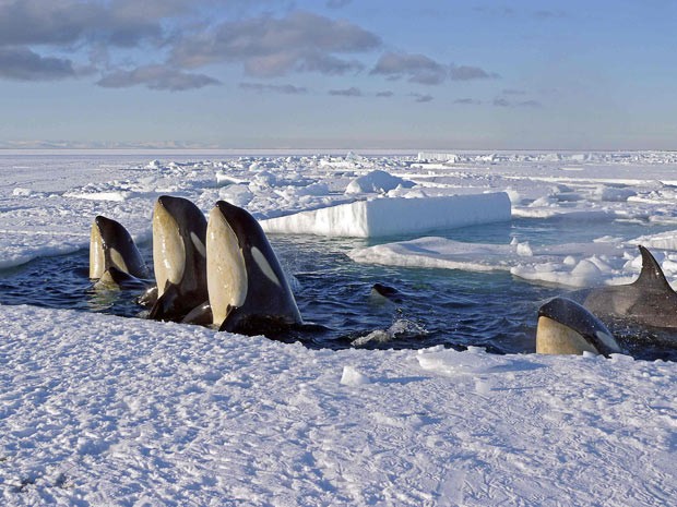 Frozen Planet Fotoğrafı