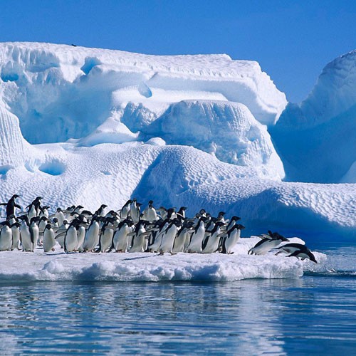 Frozen Planet Fotoğrafları 20