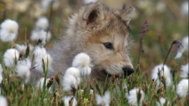 Frozen Planet Fotoğrafı