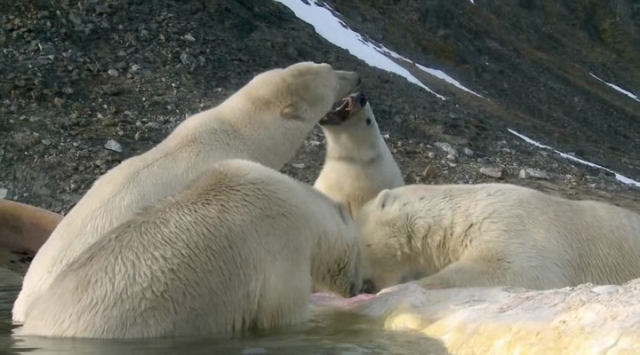 Polar Bears: Spy on the Ice fotoğrafı