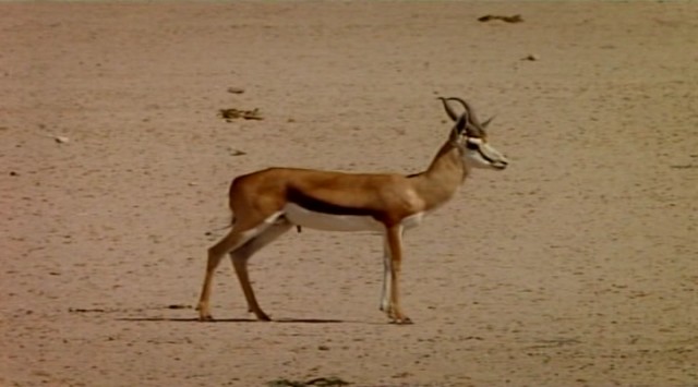 Çitalar: Kalahari'de Ölümüne Yarış Fotoğrafları 2