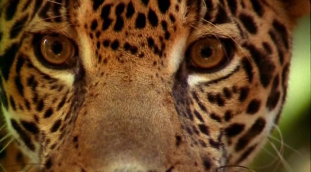 En Vahşi Avcılar: Jaguarın İzinde Fotoğrafları 3