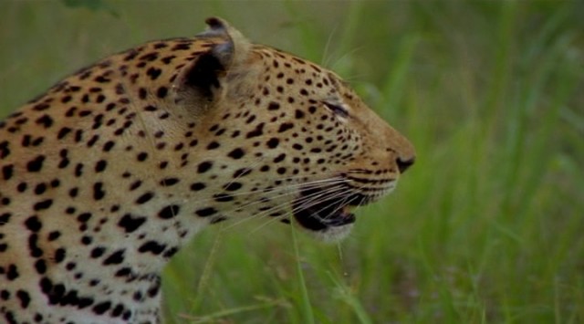 Leoparın Karanlık Dünyası Fotoğrafı