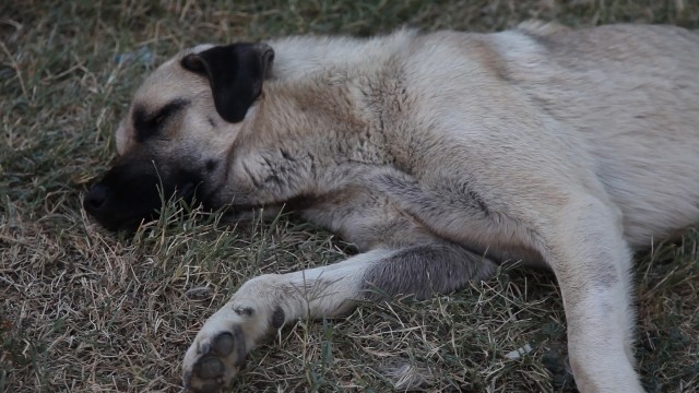 Köy Fotoğrafları 6