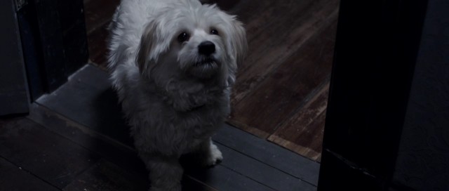 Karabasan Fotoğrafı