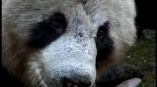 Ayılar ve Ormandaki Casus Fotoğrafı