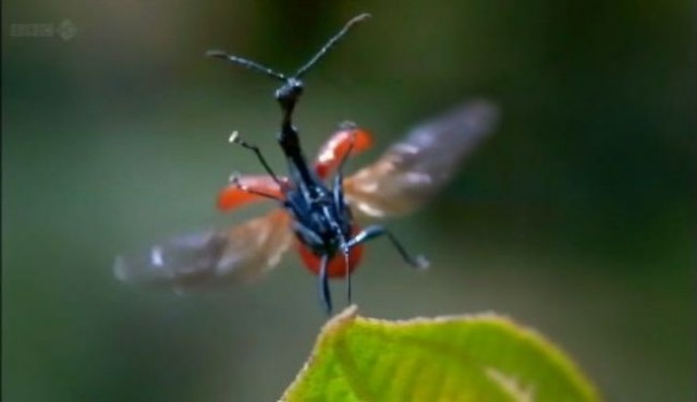 Madagaskar Fotoğrafları 15