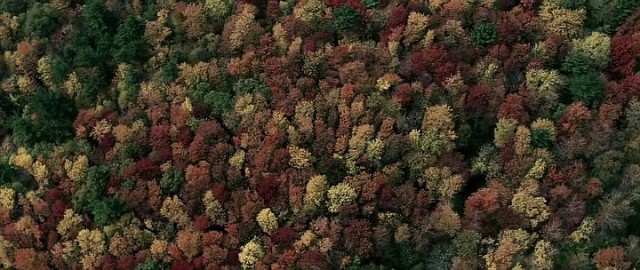Ölüm Ormanı Fotoğrafı
