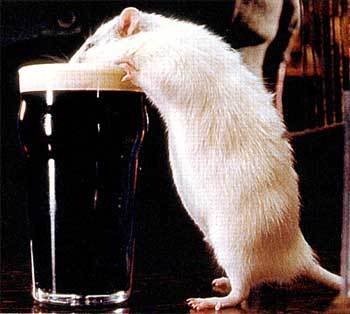 Rat fotoğrafı