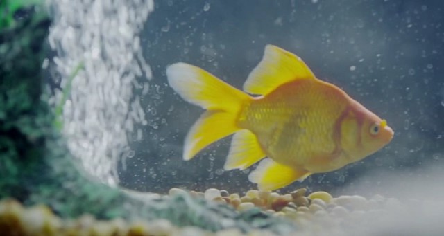 Falcon Rising Fotoğrafı