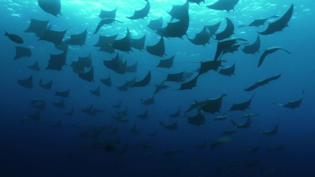 Okyanus Krallığı Fotoğrafı