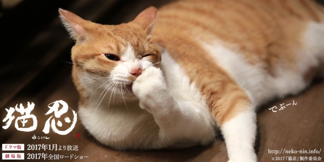 Neko Ninja Fotoğrafı