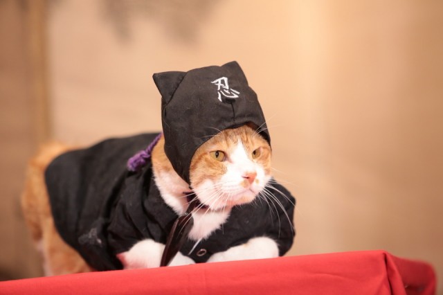 Neko Ninja Fotoğrafı