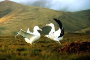 Kuşlar Kanatlı Uygarlık fotoğrafı