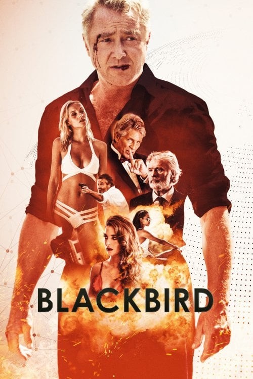 Blackbird fotoğrafı