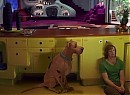 Scooby Doo 2: Canavarlar Kaçtı Fotoğrafı