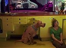 Scooby Doo 2: Canavarlar Kaçtı Fotoğrafı