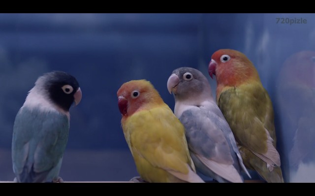 Kuluçka Fotoğrafı